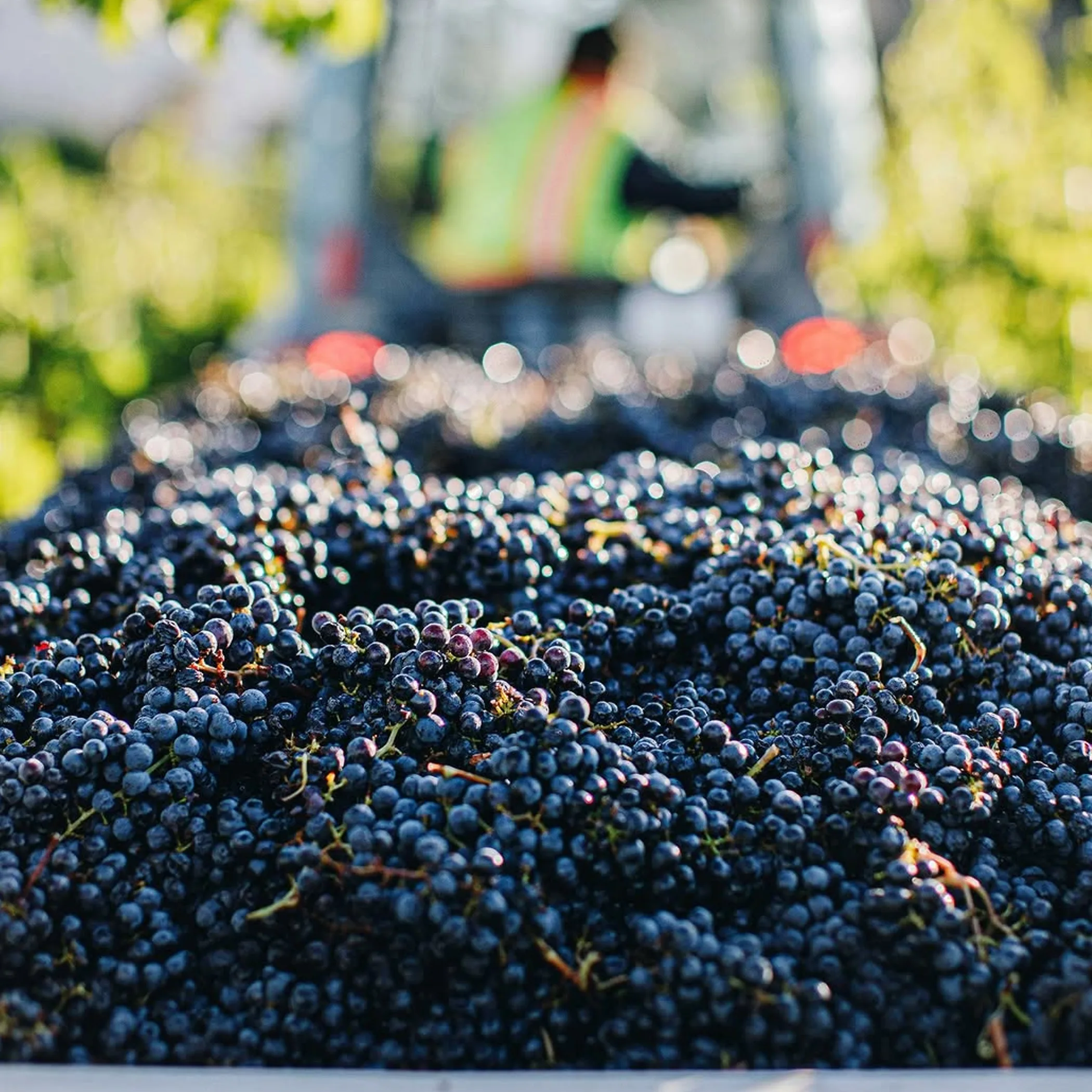 viticulture harvest activity