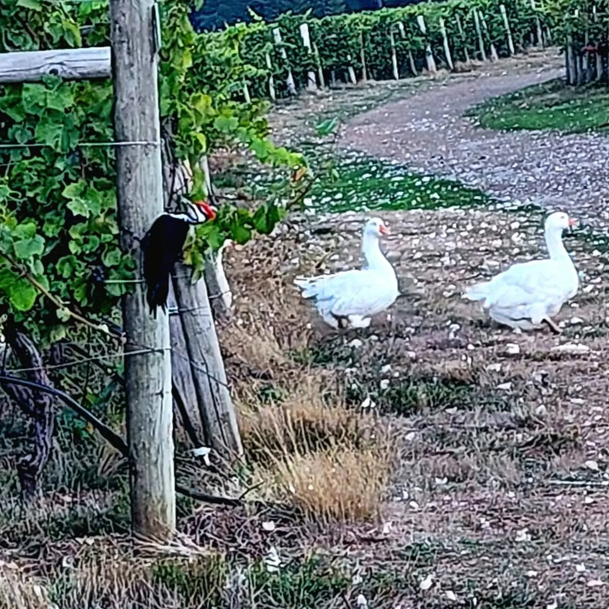 vineyard supporting biodiversity