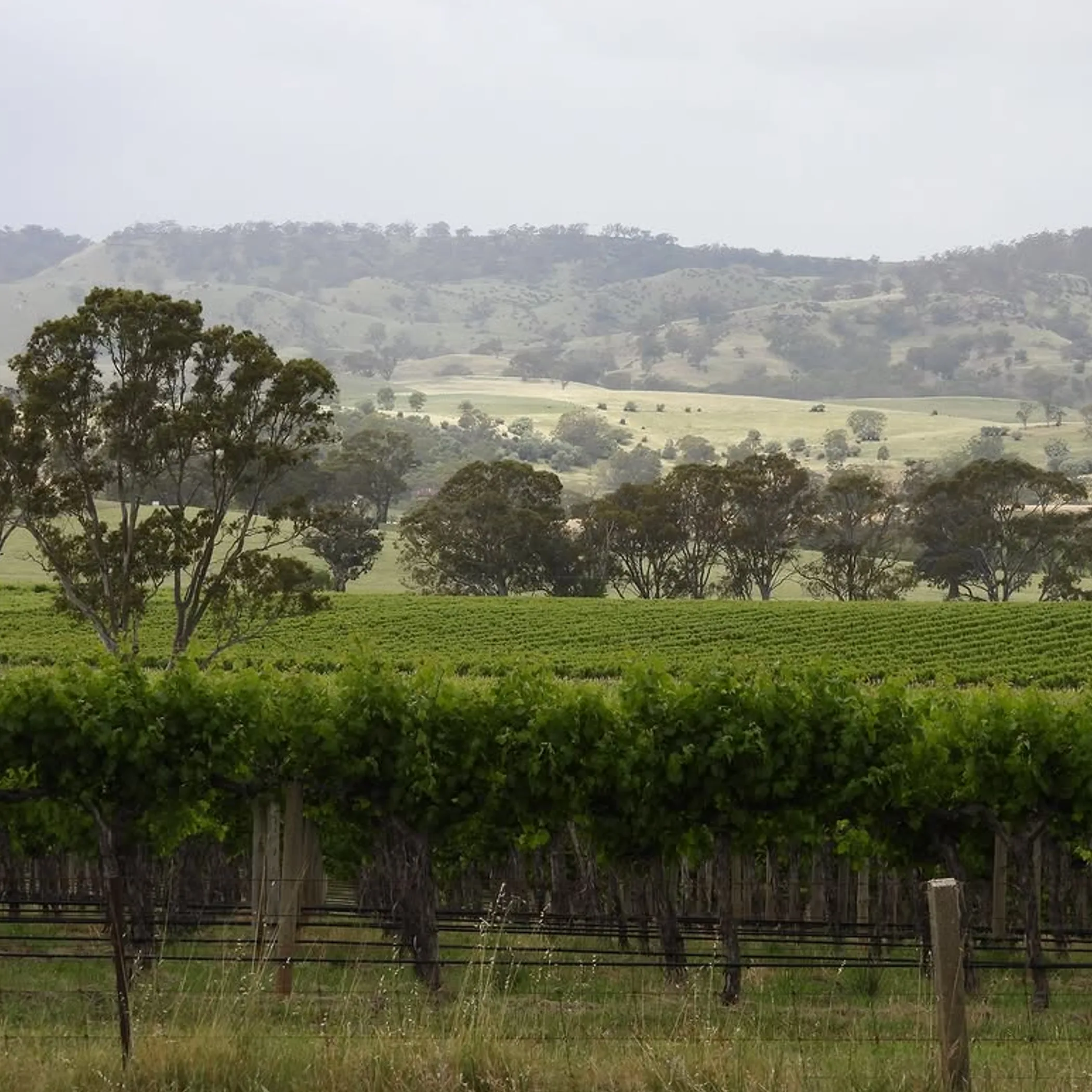 australian vineyard
