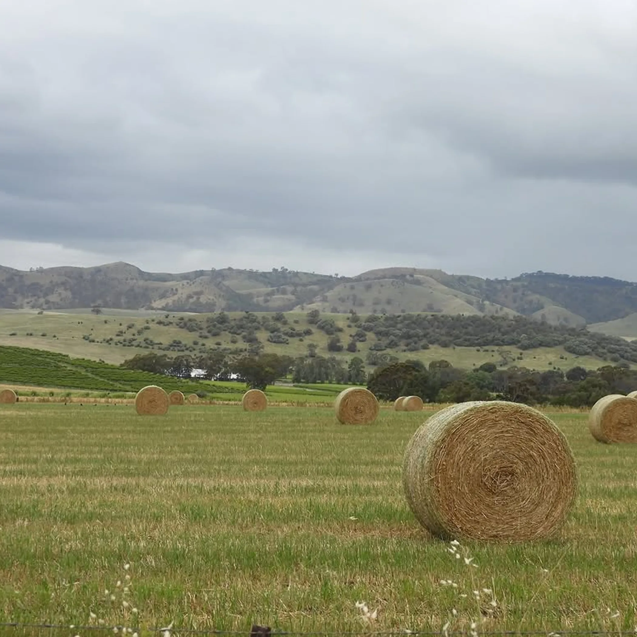 australian vineyard rows and farmland