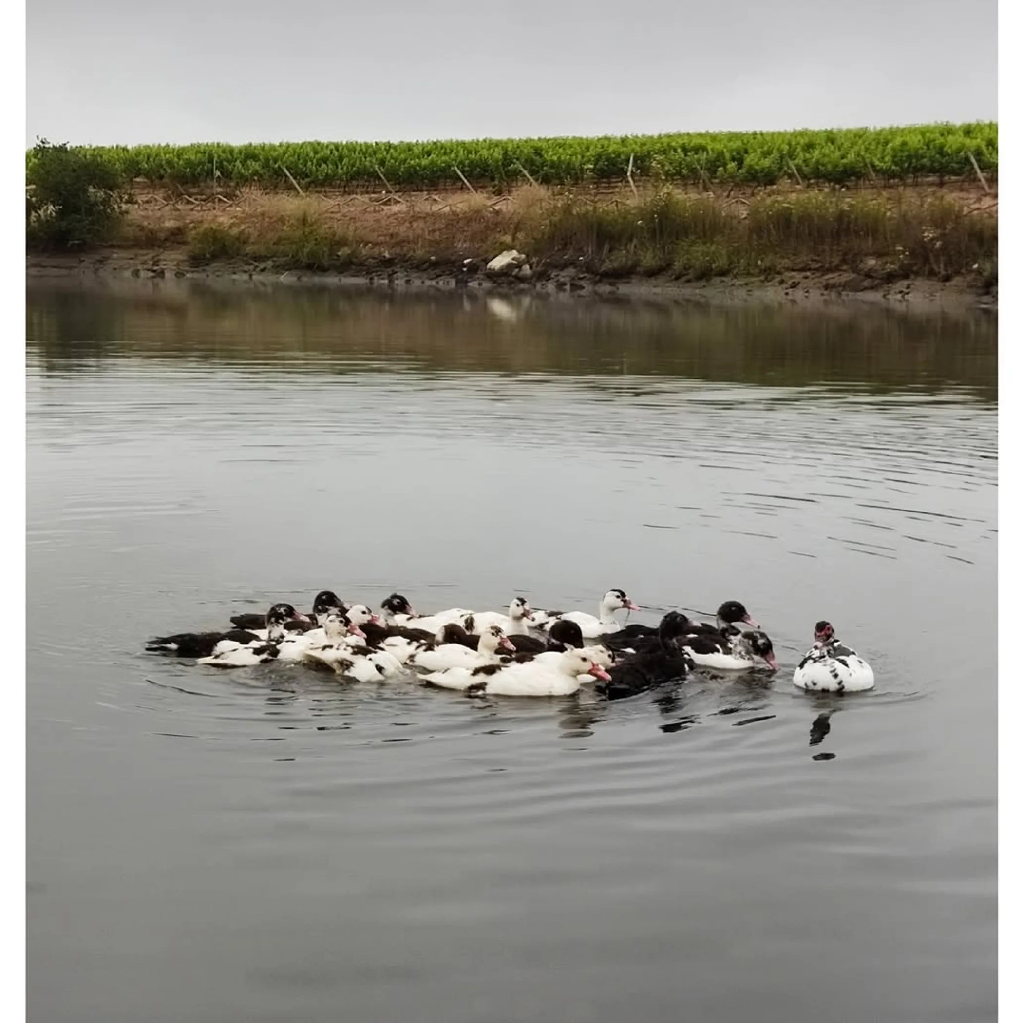 waterfowl among vineyard biodiversity